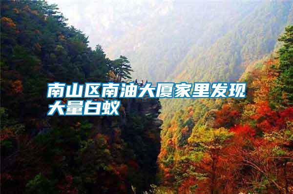 南山區南油大廈家里發現大量白蟻