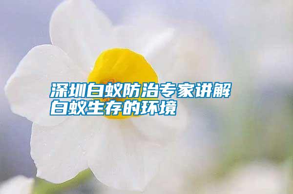 深圳白蟻防治專家講解 白蟻生存的環境