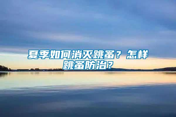 夏季如何消滅跳蚤？怎樣跳蚤防治？