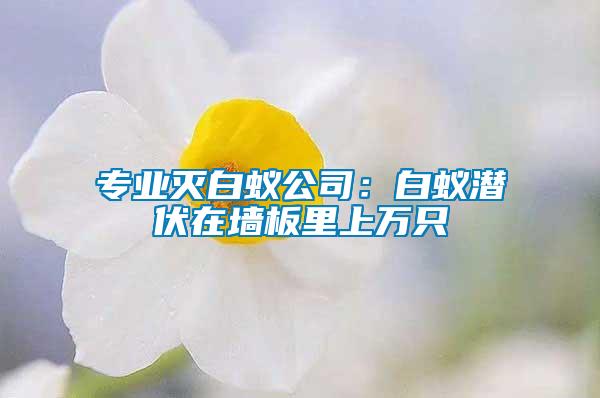 專業滅白蟻公司：白蟻潛伏在墻板里上萬只