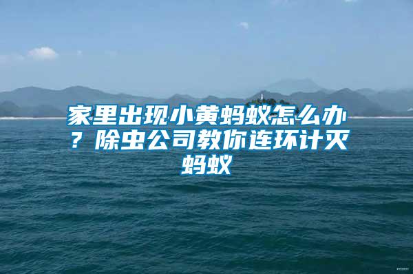 家里出現小黃螞蟻怎么辦？除蟲公司教你連環計滅螞蟻