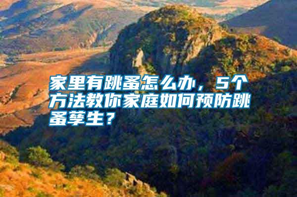 家里有跳蚤怎么辦，5個方法教你家庭如何預防跳蚤孳生？