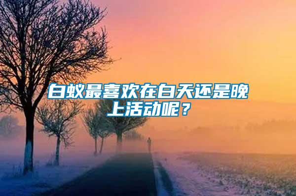 白蟻最喜歡在白天還是晚上活動呢？