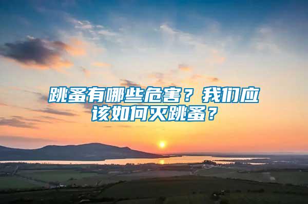 跳蚤有哪些危害？我們應該如何滅跳蚤？