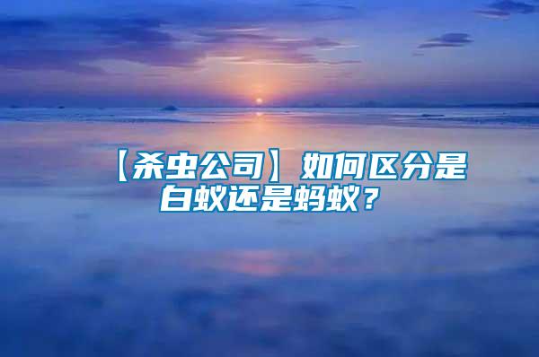 【殺蟲公司】如何區分是白蟻還是螞蟻？