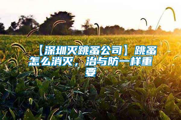 【深圳滅跳蚤公司】跳蚤怎么消滅，治與防一樣重要