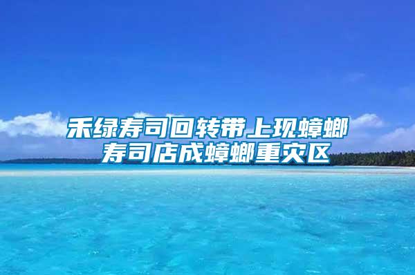 禾綠壽司回轉帶上現蟑螂 壽司店成蟑螂重災區