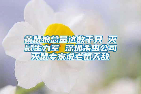 黃鼠狼總量達數千只 滅鼠生力軍 深圳殺蟲公司滅鼠專家說老鼠天敵