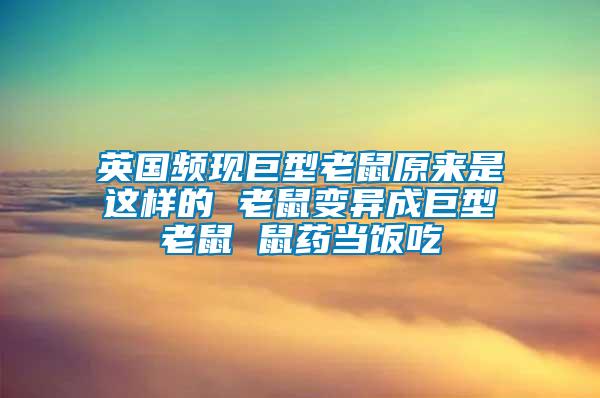 英國頻現巨型老鼠原來是這樣的 老鼠變異成巨型老鼠 鼠藥當飯吃