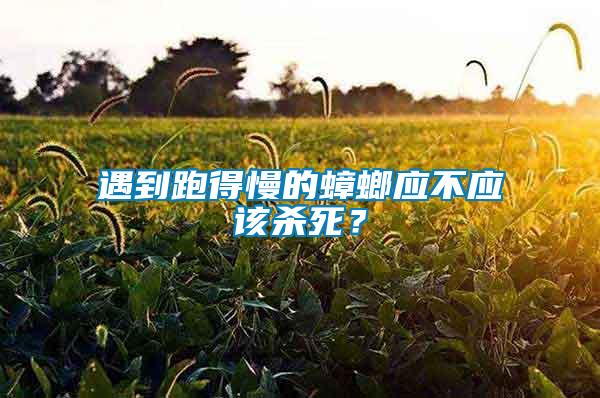 遇到跑得慢的蟑螂應不應該殺死？