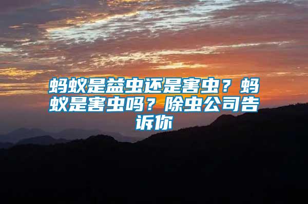 螞蟻是益蟲還是害蟲？螞蟻是害蟲嗎？除蟲公司告訴你