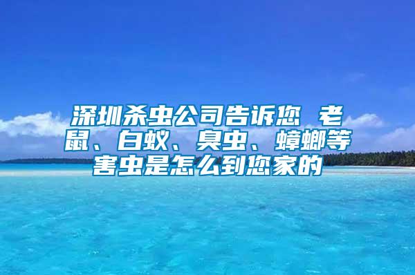 深圳殺蟲公司告訴您 老鼠、白蟻、臭蟲、蟑螂等害蟲是怎么到您家的