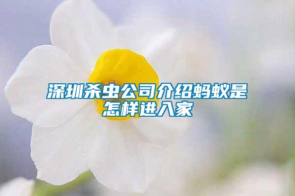 深圳殺蟲公司介紹螞蟻是怎樣進入家