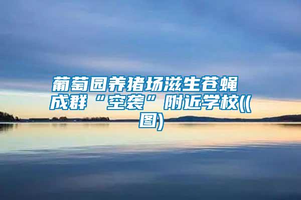 葡萄園養豬場滋生蒼蠅 成群“空襲”附近學校((圖)