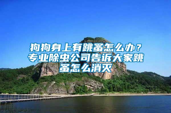 狗狗身上有跳蚤怎么辦？專業除蟲公司告訴大家跳蚤怎么消滅