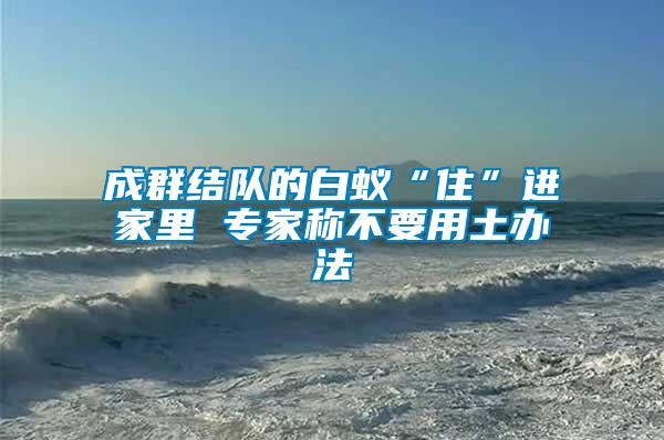 成群結隊的白蟻“住”進家里 專家稱不要用土辦法