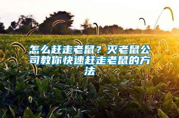 怎么趕走老鼠？滅老鼠公司教你快速趕走老鼠的方法