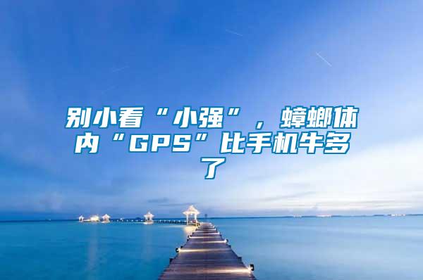 別小看“小強”，蟑螂體內“GPS”比手機牛多了