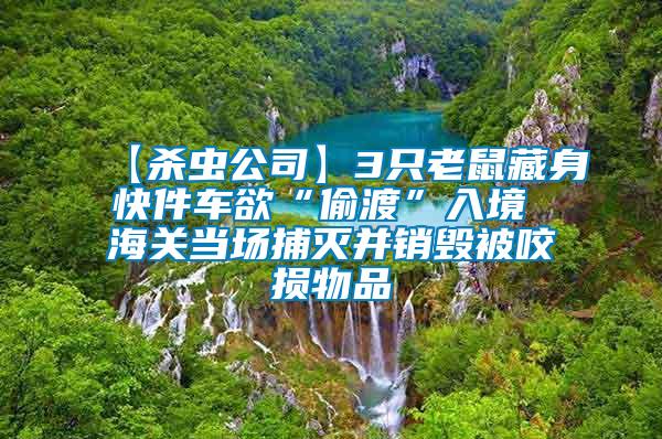 【殺蟲公司】3只老鼠藏身快件車欲“偷渡”入境 海關當場捕滅并銷毀被咬損物品