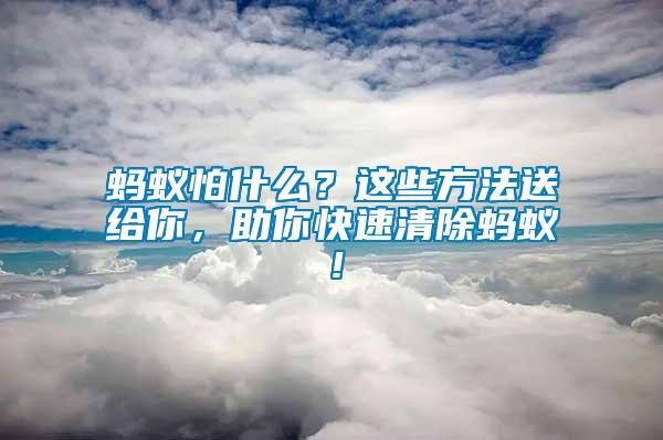 螞蟻怕什么？這些方法送給你，助你快速清除螞蟻！