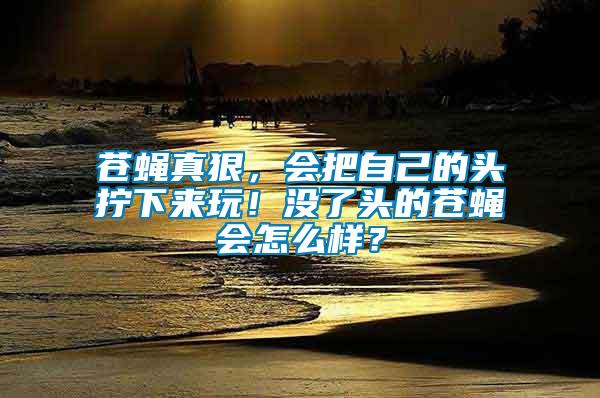 蒼蠅真狠，會把自己的頭擰下來玩！沒了頭的蒼蠅會怎么樣？