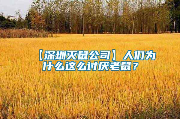 【深圳滅鼠公司】人們為什么這么討厭老鼠？