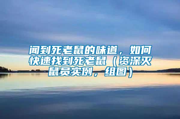 聞到死老鼠的味道，如何快速找到死老鼠（資深滅鼠員實例，組圖）