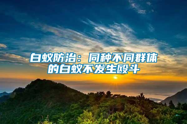 白蟻防治：同種不同群體的白蟻不發生毆斗