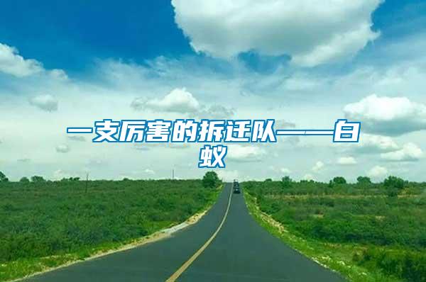 一支厲害的拆遷隊——白蟻