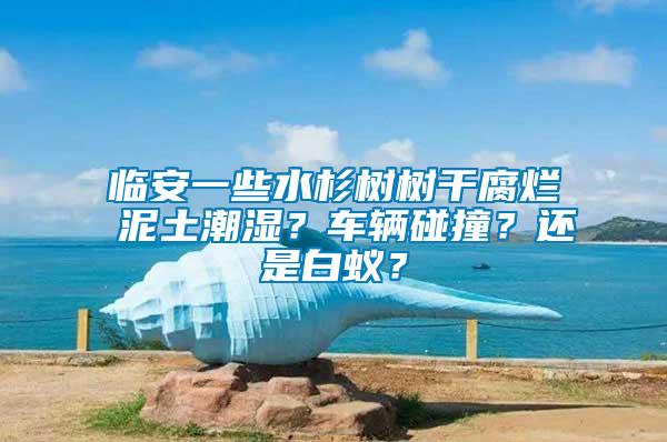 臨安一些水杉樹樹干腐爛 泥土潮濕？車輛碰撞？還是白蟻？