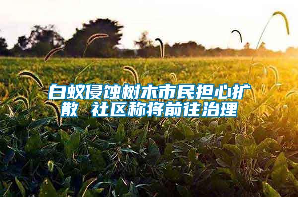 白蟻侵蝕樹木市民擔心擴散 社區稱將前往治理