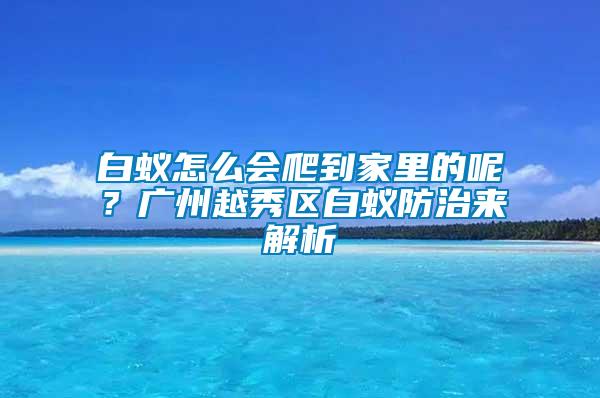 白蟻怎么會爬到家里的呢？廣州越秀區白蟻防治來解析