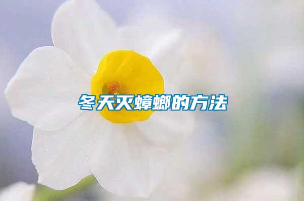 冬天滅蟑螂的方法