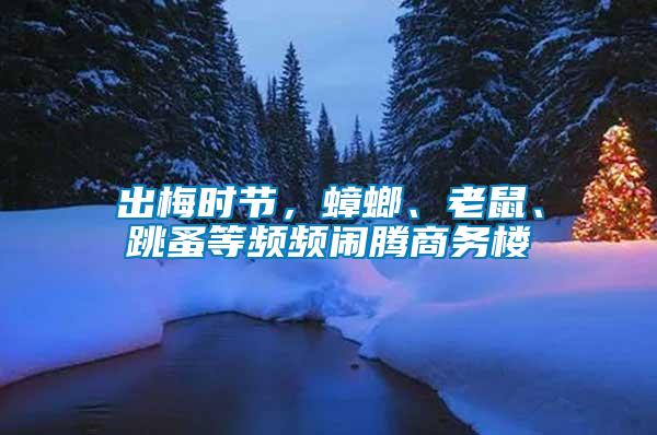 出梅時節，蟑螂、老鼠、跳蚤等頻頻鬧騰商務樓