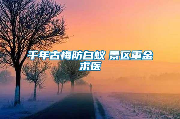 千年古梅防白蟻　景區重金求醫