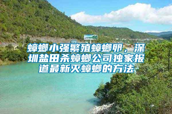 蟑螂小強繁殖蟑螂卵，深圳鹽田殺蟑螂公司獨家報道最新滅蟑螂的方法