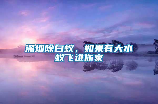 深圳除白蟻，如果有大水蟻飛進你家