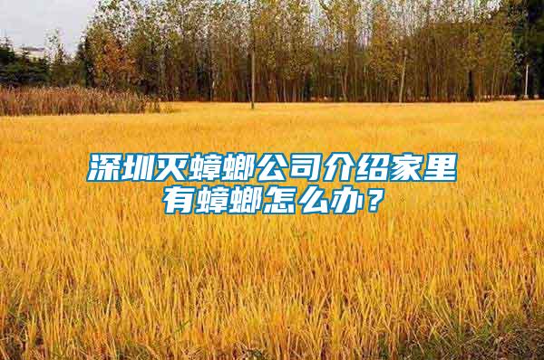 深圳滅蟑螂公司介紹家里有蟑螂怎么辦？