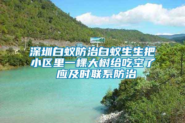 深圳白蟻防治白蟻生生把小區里一棵大樹給吃空了 應及時聯系防治