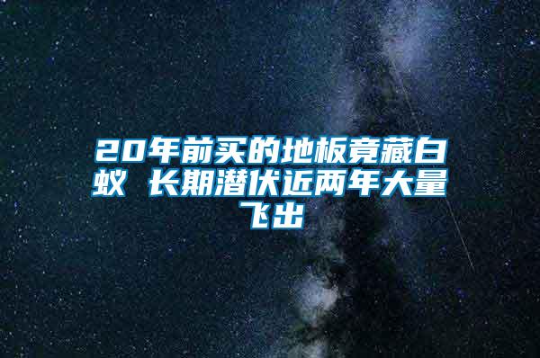 20年前買的地板竟藏白蟻 長期潛伏近兩年大量飛出