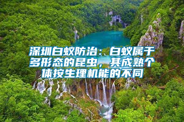 深圳白蟻防治：白蟻屬于多形態的昆蟲，其成熟個體按生理機能的不同