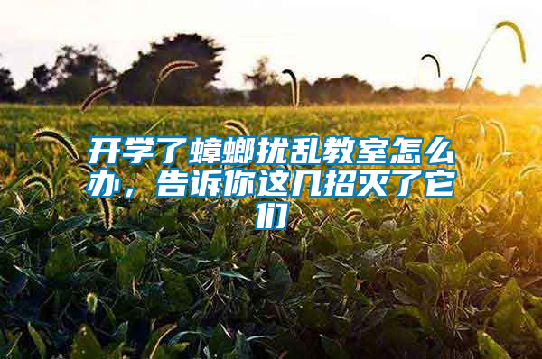 開學了蟑螂擾亂教室怎么辦，告訴你這幾招滅了它們