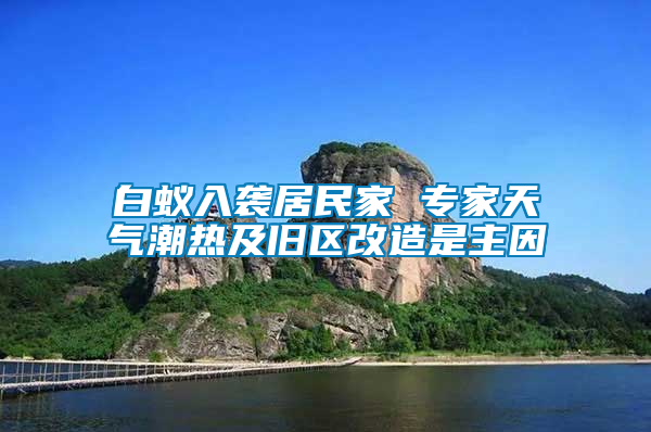 白蟻入襲居民家 專家天氣潮熱及舊區改造是主因