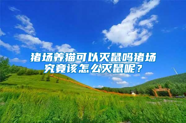 豬場養貓可以滅鼠嗎豬場究竟該怎么滅鼠呢？