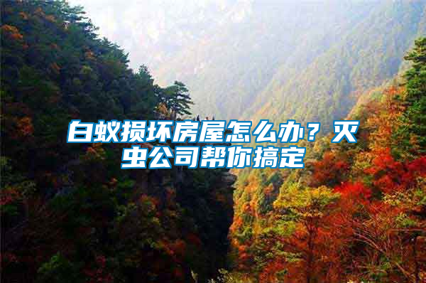 白蟻損壞房屋怎么辦？滅蟲公司幫你搞定