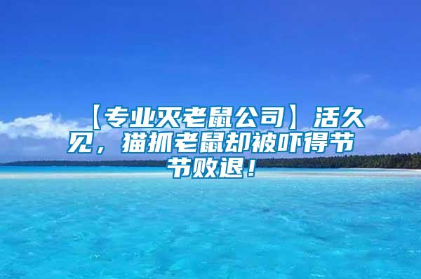 【專業滅老鼠公司】活久見，貓抓老鼠卻被嚇得節節敗退！