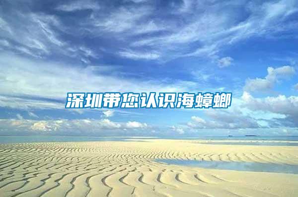 深圳帶您認識海蟑螂