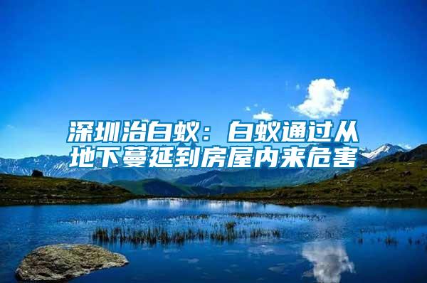 深圳治白蟻：白蟻通過從地下蔓延到房屋內來危害