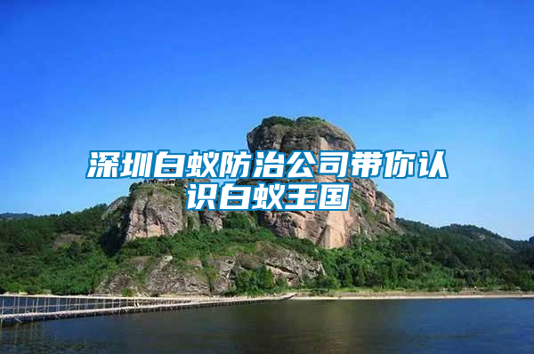 深圳白蟻防治公司帶你認識白蟻王國