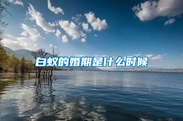 白蟻的婚期是什么時候